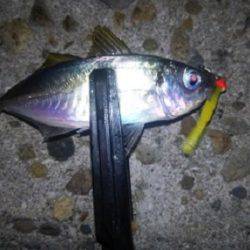 アジング＆ケンサキング